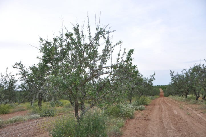 La antracnosis del almendro, susceptibilidad varietal en Andalucía