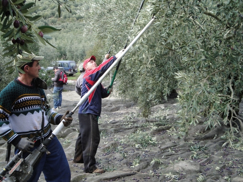 La ocupación en la rama de actividad Agricultura mejoró durante 2016