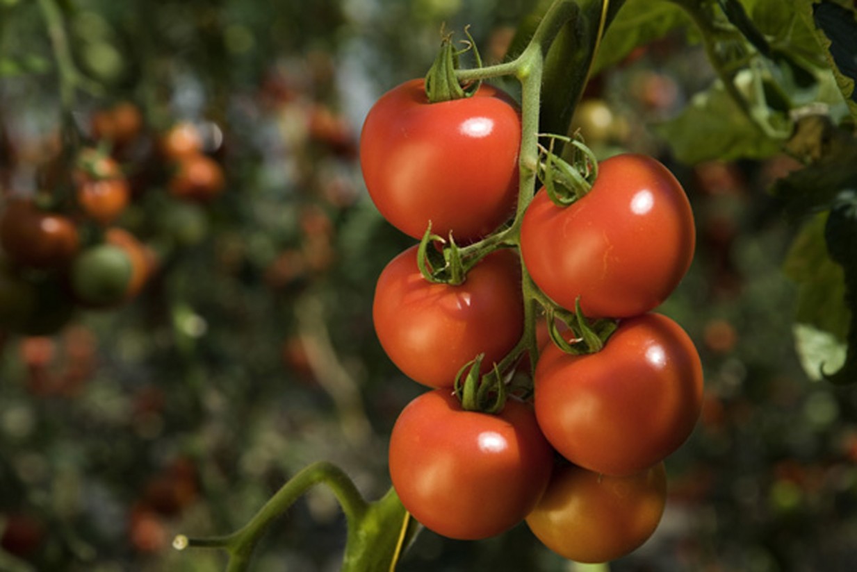 Enervin Duo, el fungicida de Basf para el control de mildiu en hortícolas en invernadero