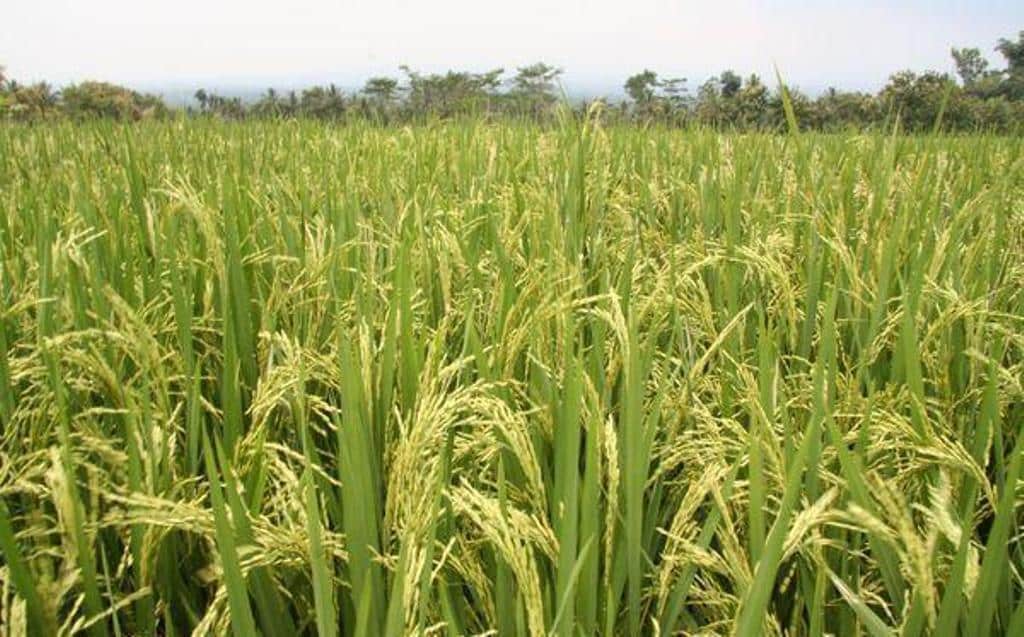 Cooperativas prevé un  4% menos  de cosecha española de arroz  en 2016/17
