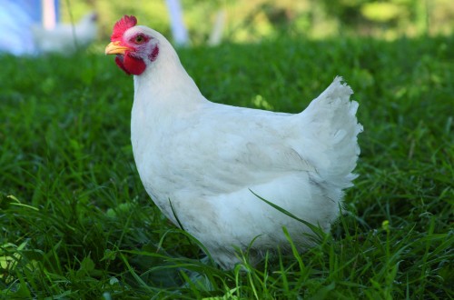 ¿Es razonable pensar en producir pollos sin antibióticos?