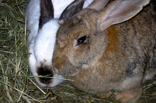 El dictamen del PE a favor de eliminar la cría de conejos en jaulas no tendrá impacto legislativo