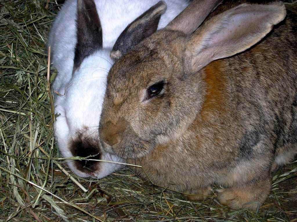 El dictamen del PE a favor de eliminar la cría de conejos en jaulas no tendrá impacto legislativo