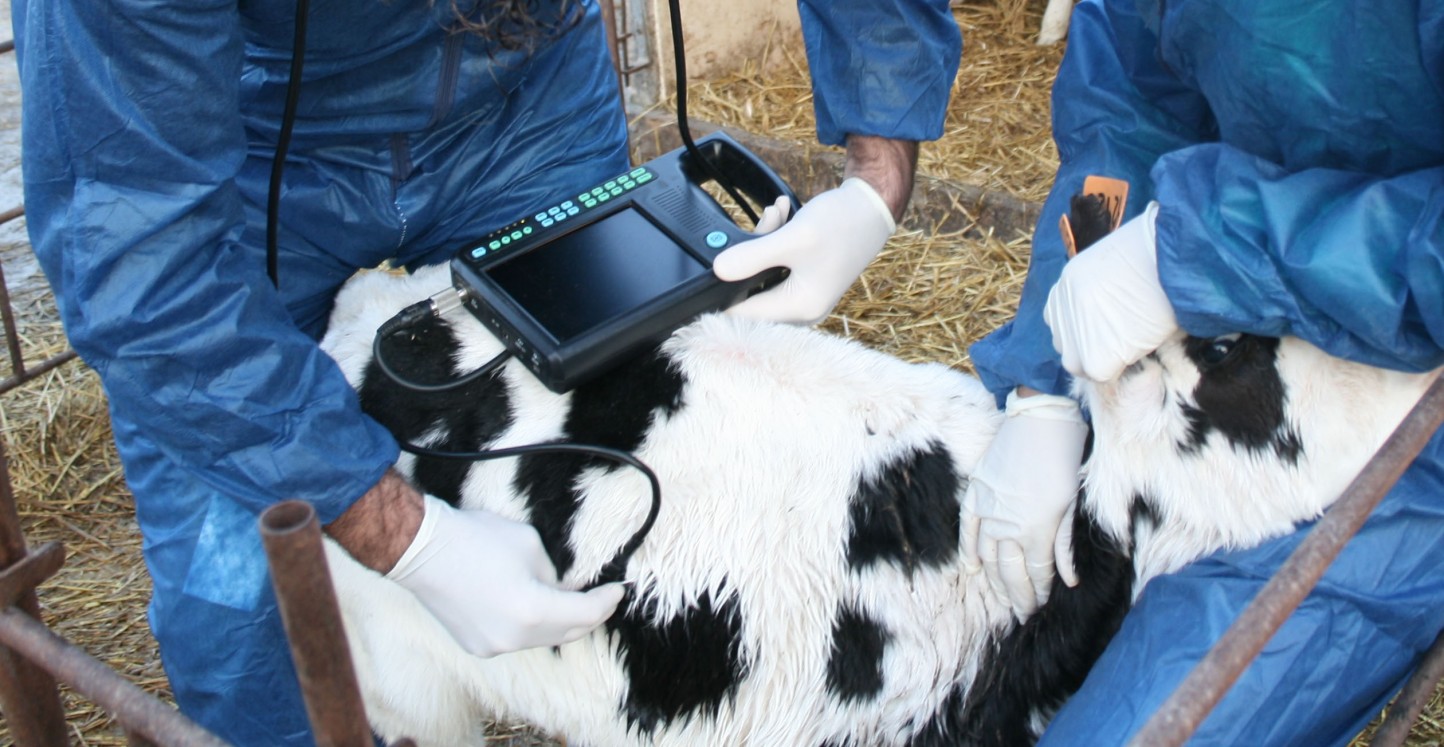 Hipra organiza la segunda edición del curso sobre prevención del Síndrome Respiratorio Bovino en recría