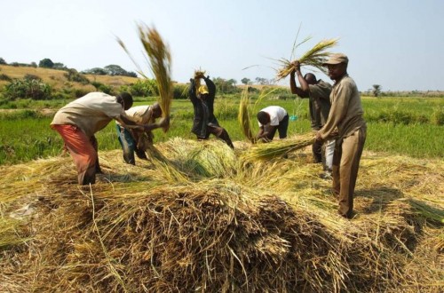 Los precios mundiales de los alimentos básicos bajan en 2016 por quinto año consecutivo, según la FAO