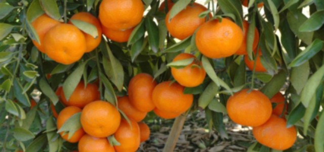 AVA-Asaja denuncia problemas con las variedades de mandarinas Safor y Garbí