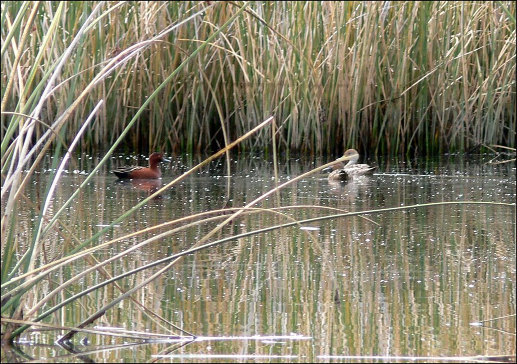 Detectada la gripe aviar en dos patos silvestres hallados muertos en Palencia