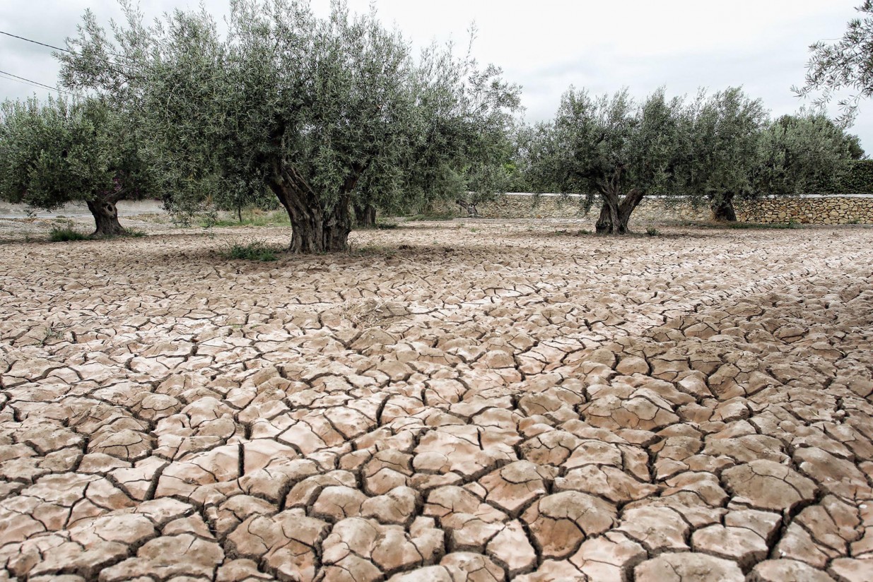 Cooperativas de Castilla-La Mancha solicita revisar los criterios de ayuda a los seguros agrarios