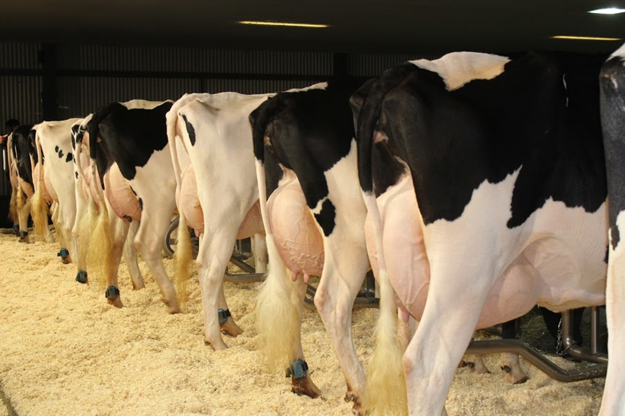 Presentación en Galicia de EuroDairy, una red europea para el progreso del sector lácteo en Europa