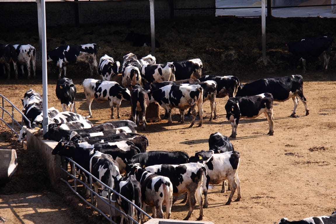 UPA pide al Mapama que impida una macrogranja de 20.000 vacas lecheras en Soria