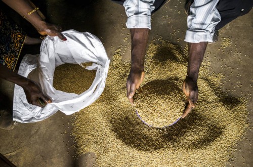 La FAO afirma que los precios mundiales de los cereales siguen subiendo, pese al aumento de la oferta