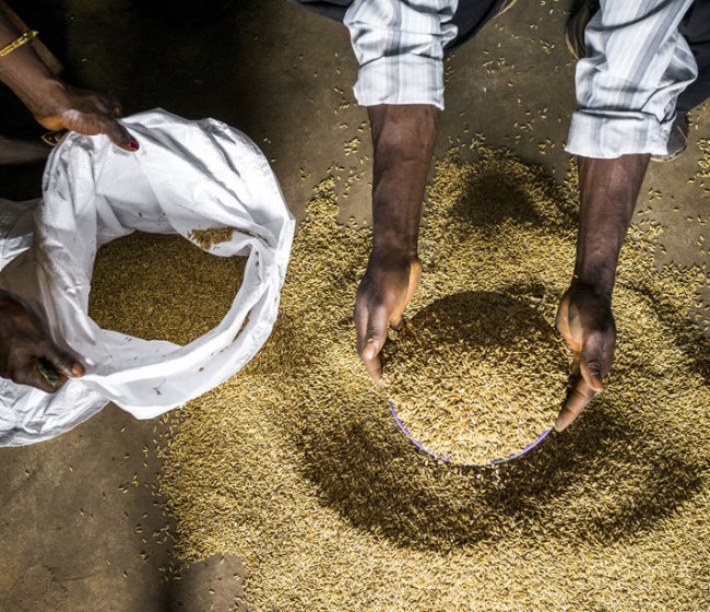 La FAO afirma que los precios mundiales de los cereales siguen subiendo, pese al aumento de la oferta