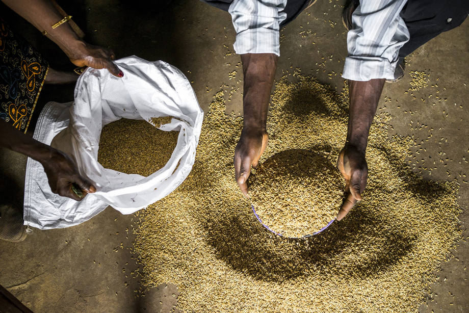 La FAO afirma que los precios mundiales de los cereales siguen subiendo, pese al aumento de la oferta