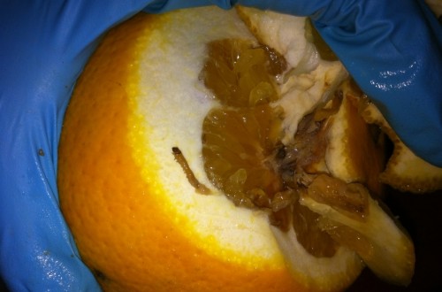 El CGC critica la laxitud e  ineficacia de las inspecciones holandesas de cítricos de Sudáfrica