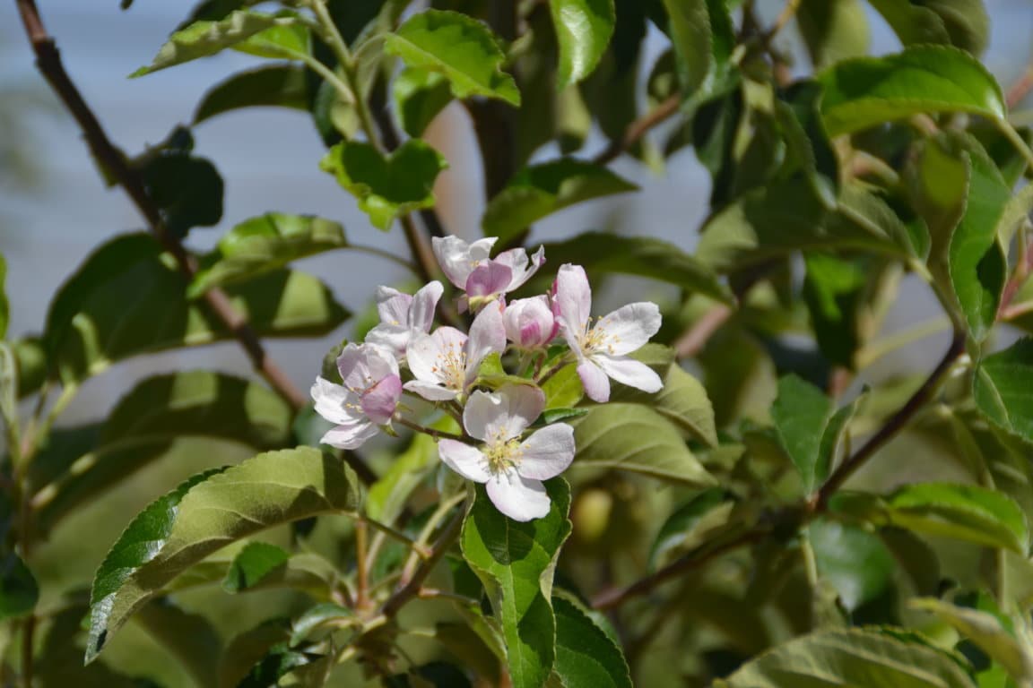 III Jornada de estudios Fruit.Net sobre manzana, pera, melocotón y cítricos