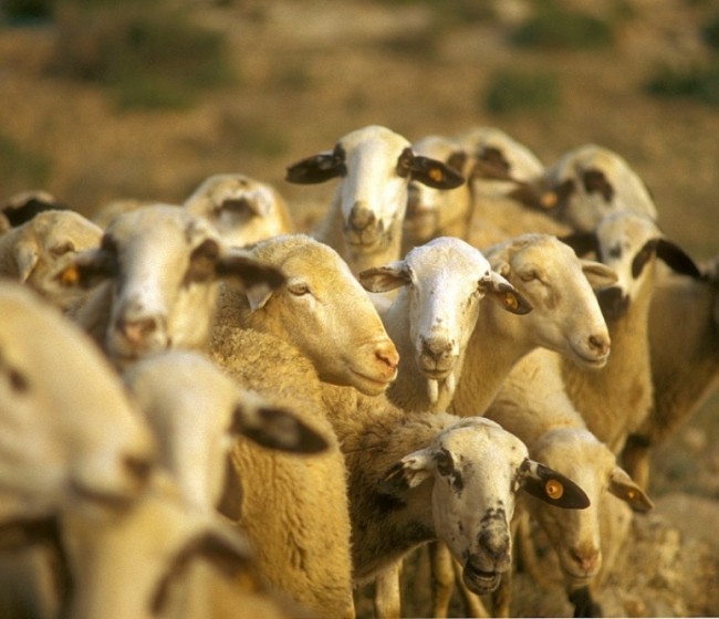 Fuerte descenso de los precios de la leche de oveja y de cabra en origen en 2016