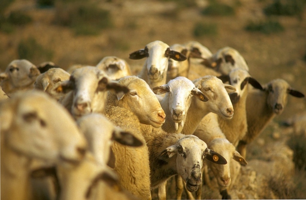 Fuerte descenso de los precios de la leche de oveja y de cabra en origen en 2016