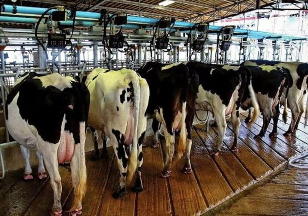 Publicado el contrato tipo homologado de suministro de leche cruda de vaca para ganaderos con código REGA