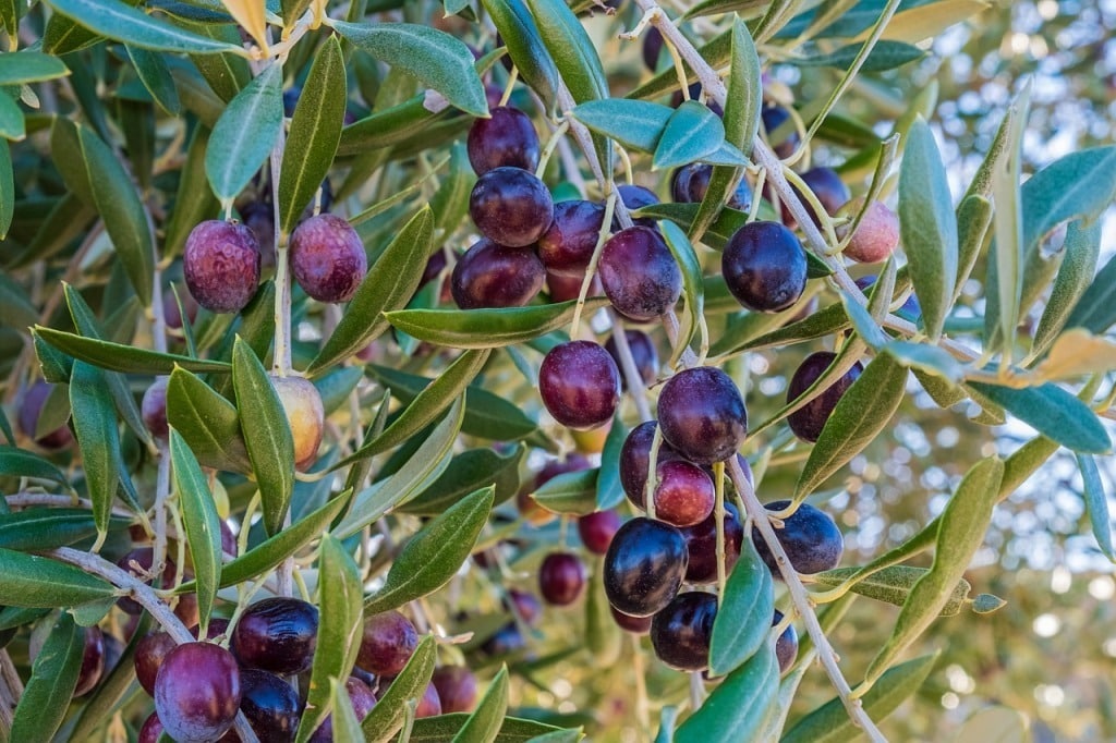 Cooperativas recorta a casi 1,27 Mt su previsión de producción de aceite de oliva en la campaña 2016/17