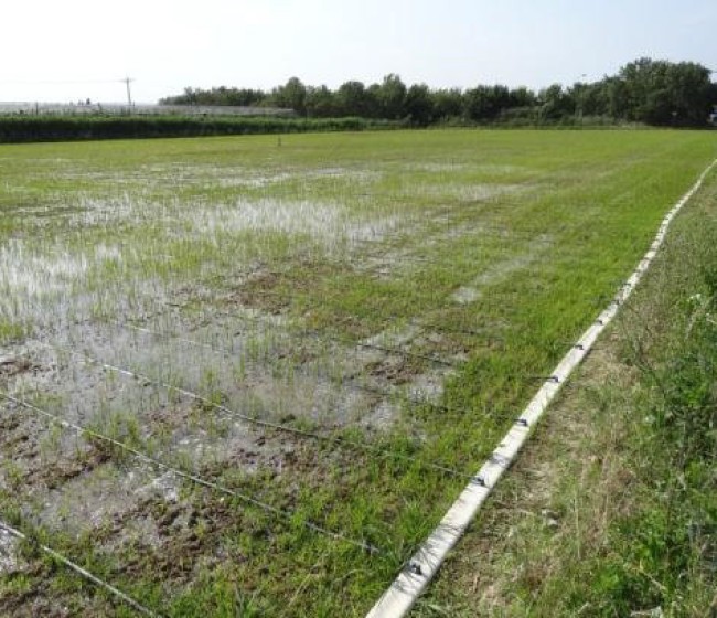 Jornada de Innovaciones técnicas y gestión en el cultivo del arroz
