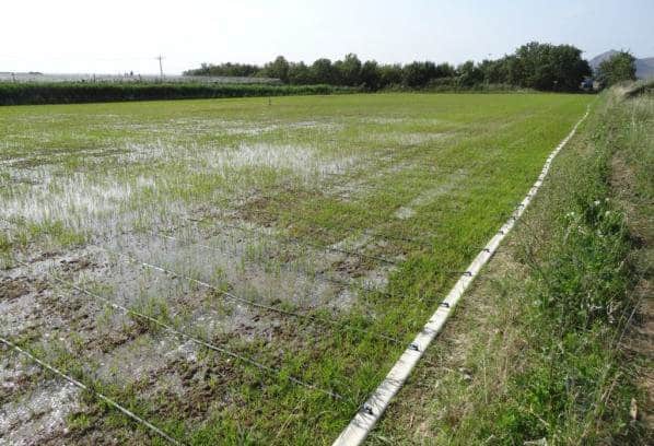 Jornada de Innovaciones técnicas y gestión en el cultivo del arroz