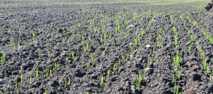 Jornada sobre fertilización, ayudas y requerimientos del cultivo del arroz