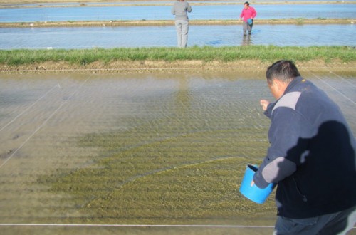 Variedades de arroz registradas en España entre los años 2013 y 2016