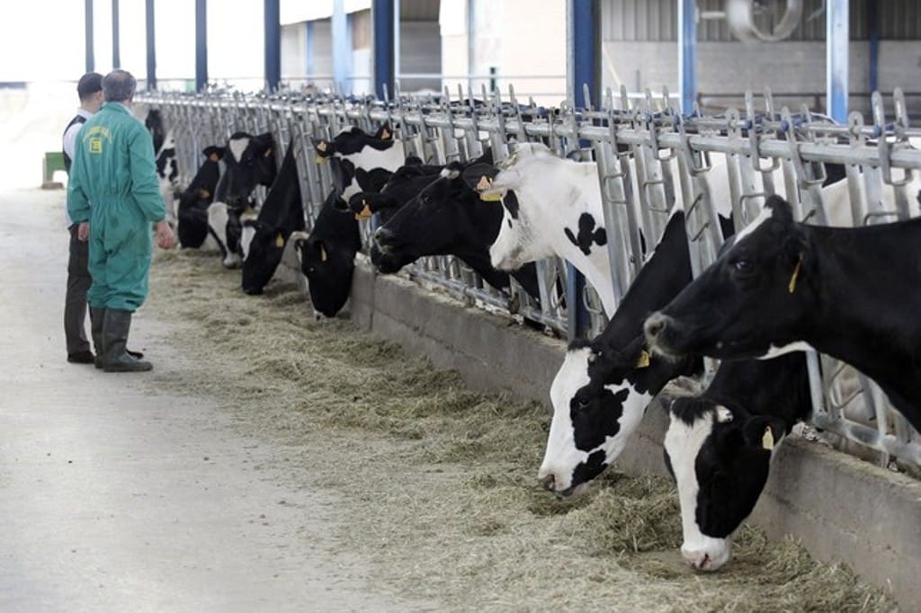 Unos 972 ganaderos con entregas de leche de vaca menos en el pasado año