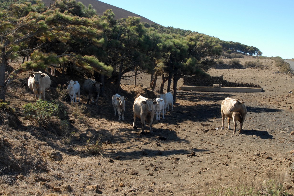 Canarias es declarada “oficialmente indemne” de tuberculosis bovina por la UE