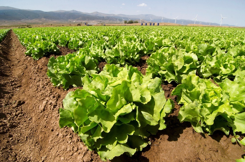 Primaflor cierra el año con una facturación de 160 M€ (+8%) y 150.000 t de volumen de producción de vegetales frescos