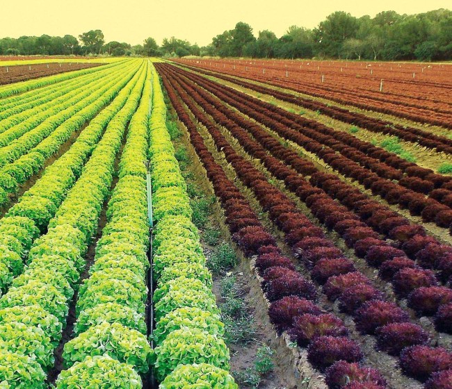 Cajamar reúne a los expertos en producción de hortalizas al aire libre en un nuevo libro