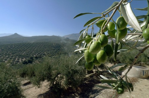 Aceite de oliva, fuerte presión alcista sobre la oferta de la campaña 2016/17