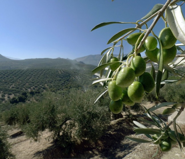 La exportación de aceite de oliva aumenta más del 30% en el primer cuatrimestre de campaña 2016/17