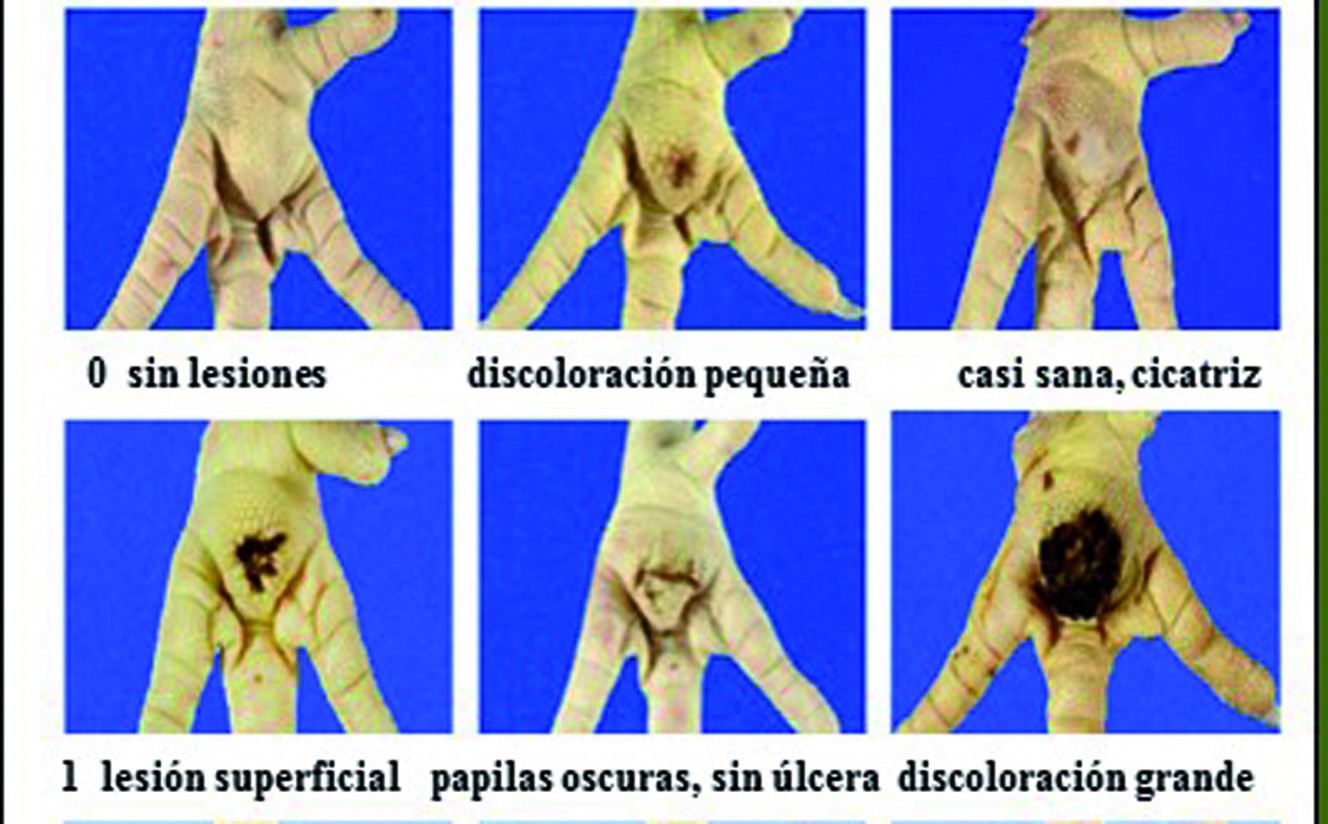 Sistemas de evaluación y control de pododermatitis plantar en broilers