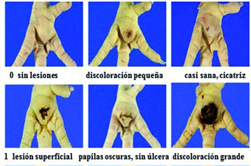 Sistemas de evaluación y control de pododermatitis plantar en broilers