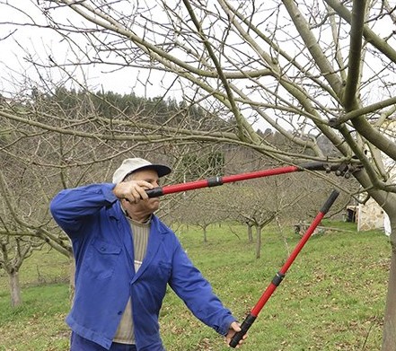 Jornada de poda y cuidados de invierno en plantaciones de manzano de sidra