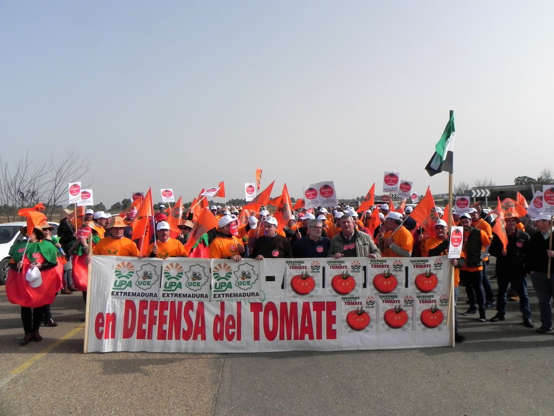 Protesta de tomateros extremeños por los precios ruinosos que «impone la industria»