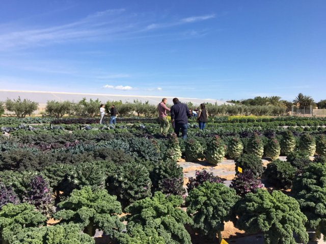 Tozer Seeds inaugura su primer campo de ensayo en Murcia