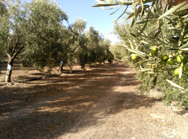 Cómo afecta el estrés hídrico en el cultivo del olivo a la formación de aceite