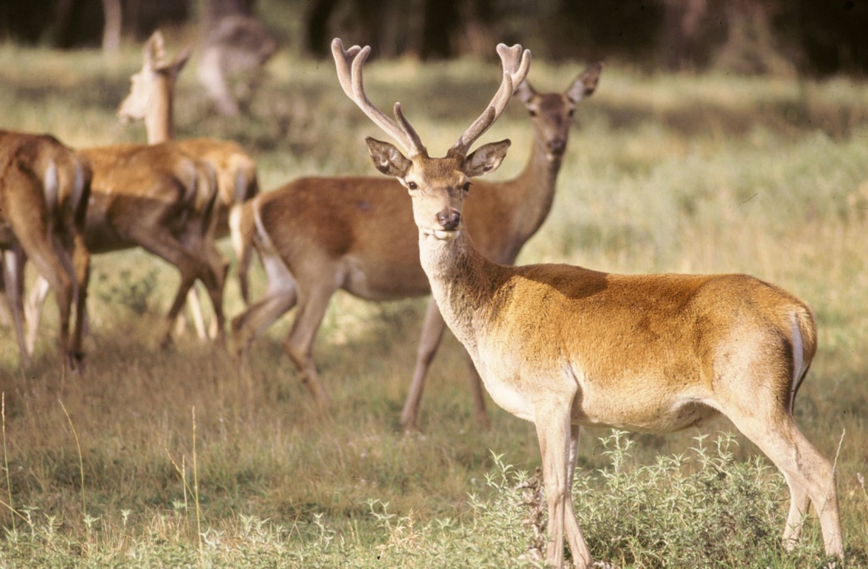 Frente común en la Comunidad Valenciana para reclamar soluciones ante los daños de la fauna salvaje