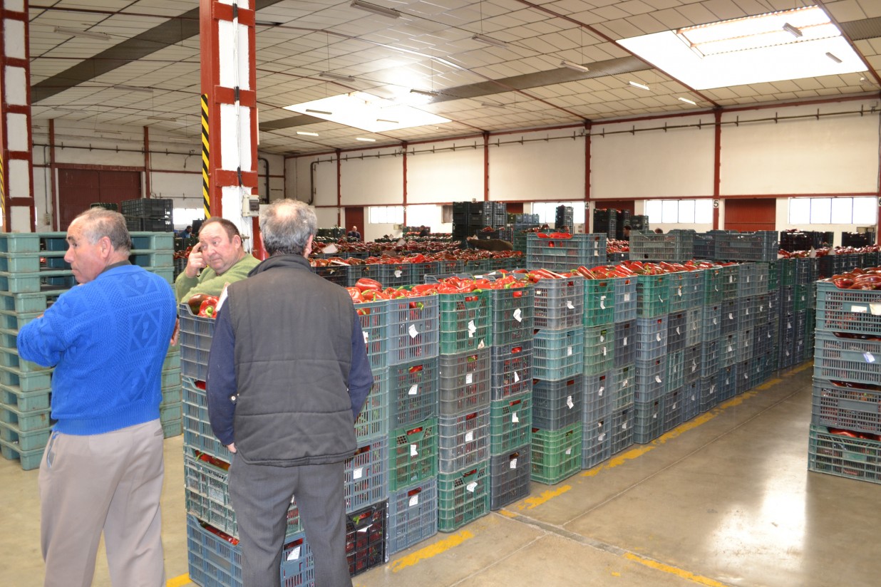 Cooperativas Agro-alimentarias se congratula de que la CE revalide su apuesta por las OPFH