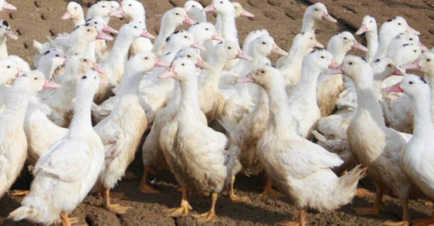 Unión de Uniones pide celeridad para que apliquen medidas por la gripe aviar