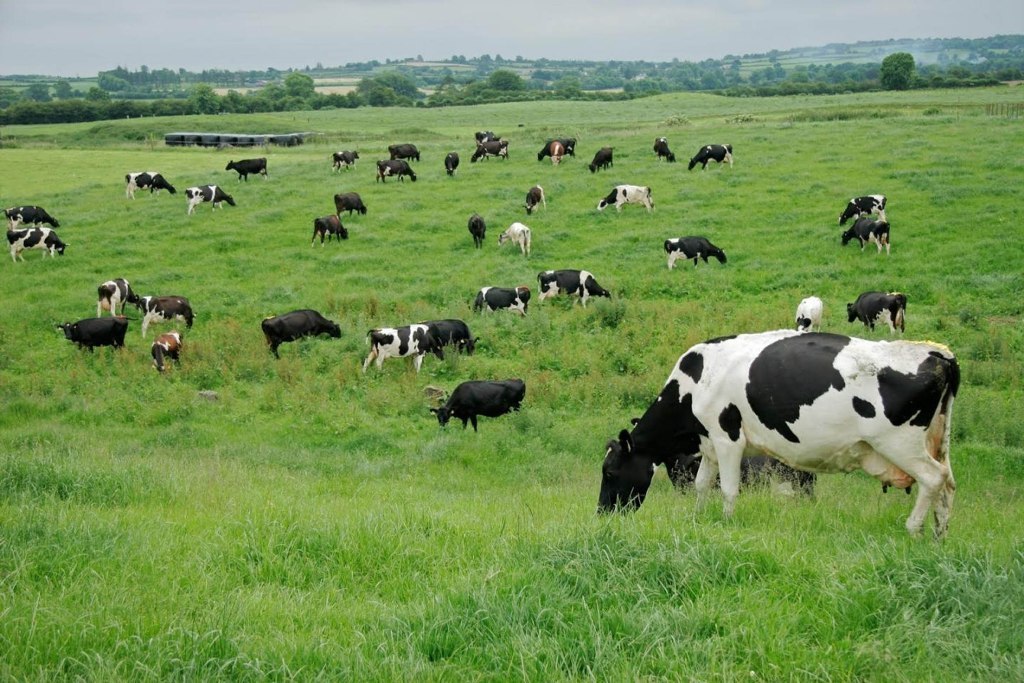 Menos entregas de leche de vaca en enero y subida leve del precio medio declarado en origen