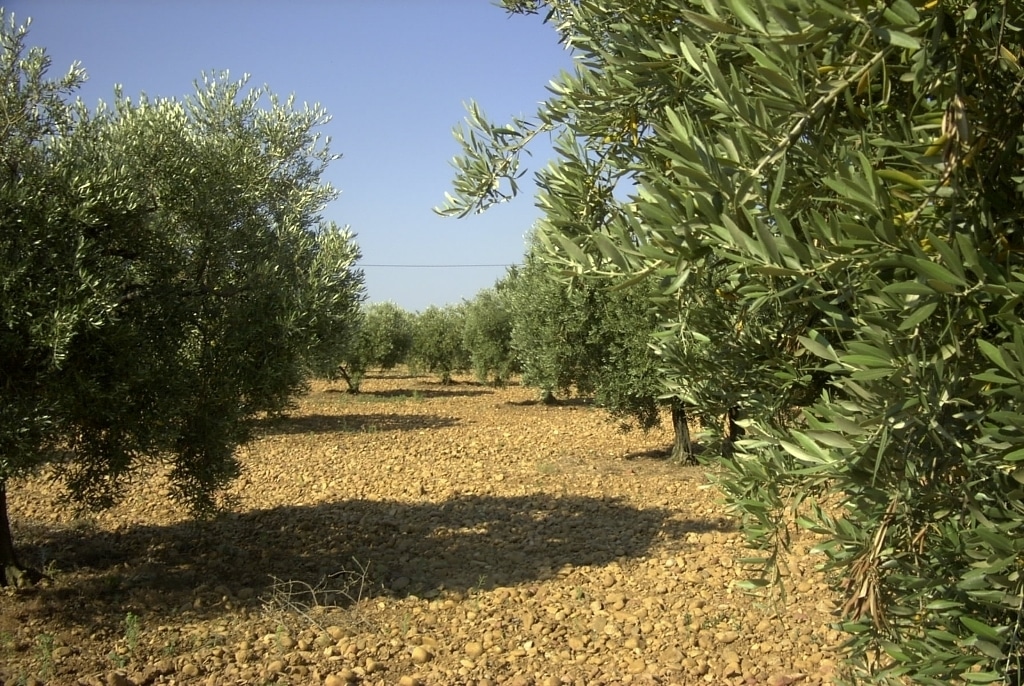 El stock de aceite de oliva al final de 2016/17  podría ser “técnicamente 0”  y quedar solo en 200.000 t