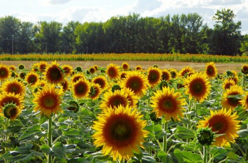 Bruselas creará dos nuevos observatorios de mercado en azúcar y grandes cultivos herbáceos