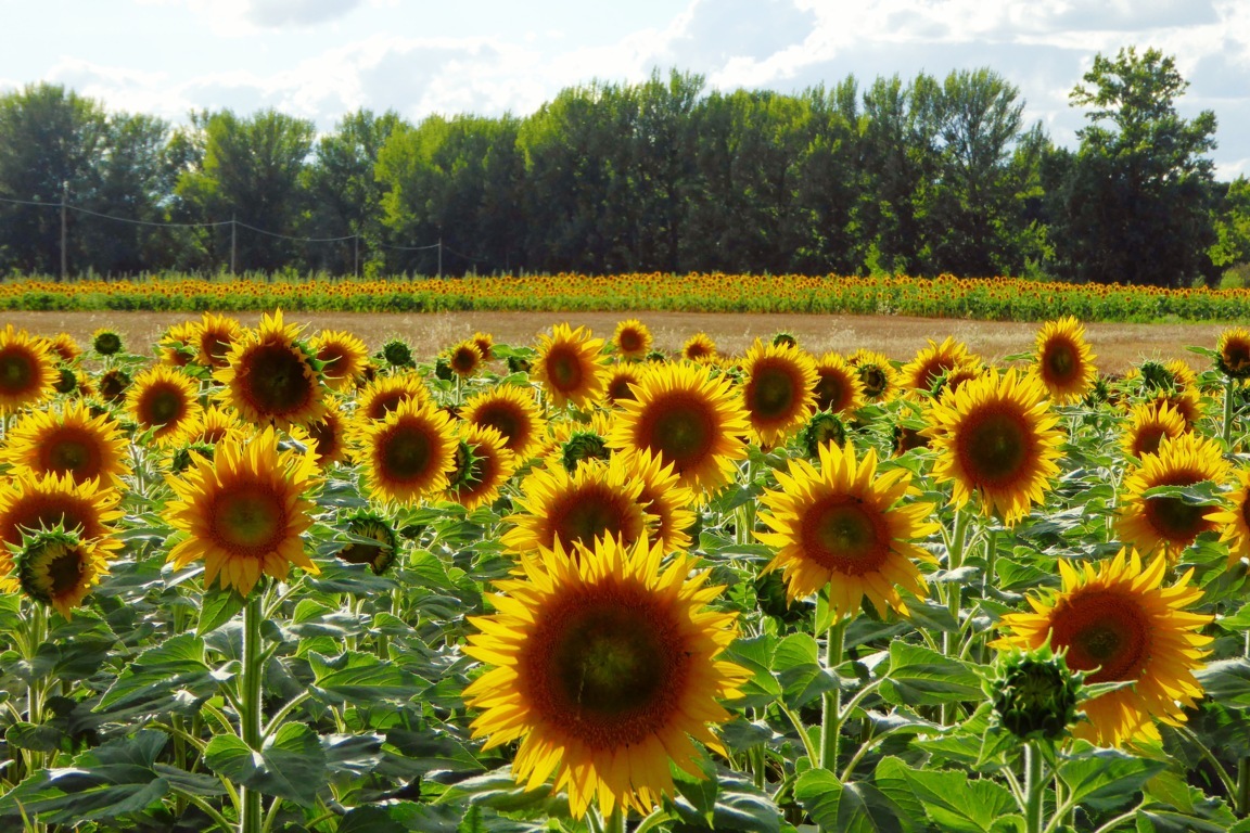 Bruselas creará dos nuevos observatorios de mercado en azúcar y grandes cultivos herbáceos