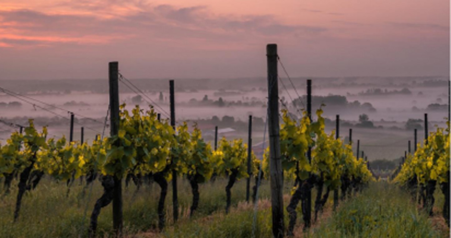 Cambados, Ciudad Europea del Vino 2017, acogerá el próximo encuentro anual de la PTV