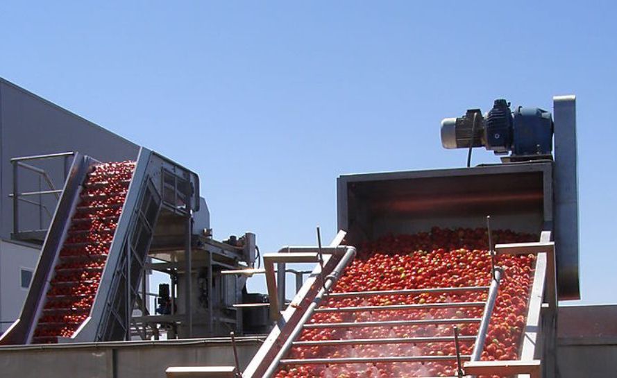 Casi 2,1 Mt de contratación de tomate para industria en Extremadura en esta campaña