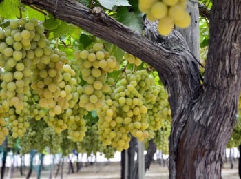 El MAPA estima que la producción de vino alcanzará los 36,8 millones de hectolitros