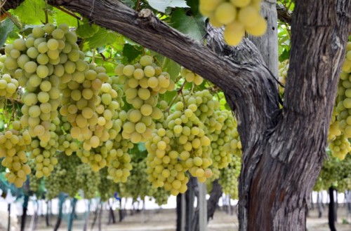 El MAPA estima que la producción de vino alcanzará los 36,8 millones de hectolitros